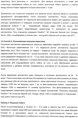 Улучшенная трансформация сои (патент 2389797)