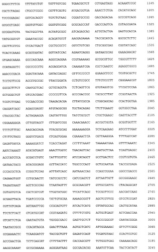 Рекомбинантный белок collbd-bmp-2, рекомбинантная плазмида pcollbd-bmp-2, штамм escherichia coli-продуцент рекомбинантного белка collbd-bmp-2, способ получения рекомбинантного белка collbd-bmp-2 (патент 2408727)