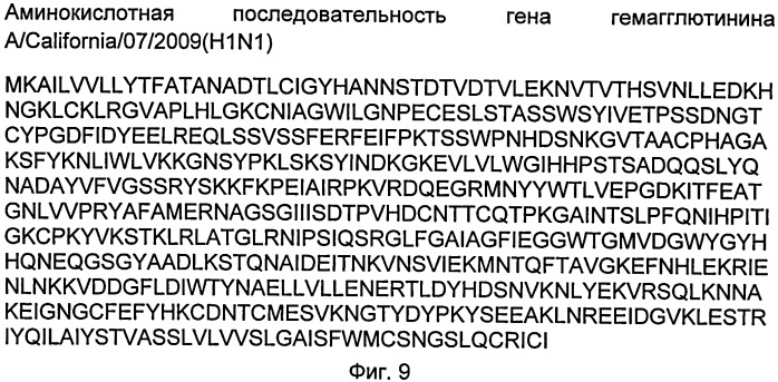 Рекомбинантная псевдоаденовирусная частица на основе генома аденовируса человека 5 серотипа для индукции специфического иммунитета к вирусу гриппа а субтипа н1n1 и способ ее использования в качестве компонента для создания вакцины (патент 2507257)