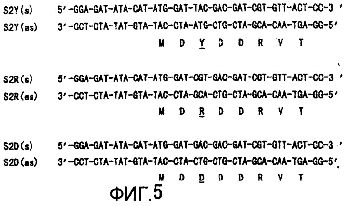 Способ модифицирования трансглутаминаз микроорганизмов (патент 2260051)