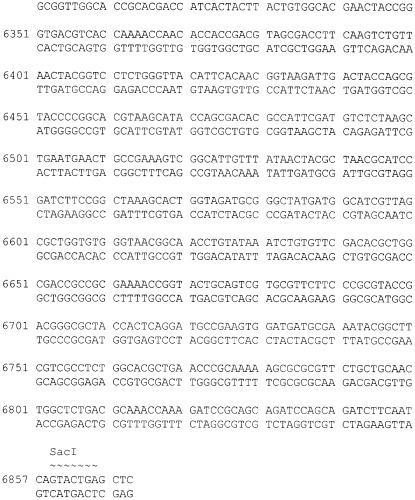 Плазмида pnan5, определяющая синтез l-аспарагиназы еса2, штамм bacillus cereus 1576-pnan5 - промышленный штамм-продуцент рекомбинантной l-аспарагиназы еса2 и способ ее получения (патент 2313575)