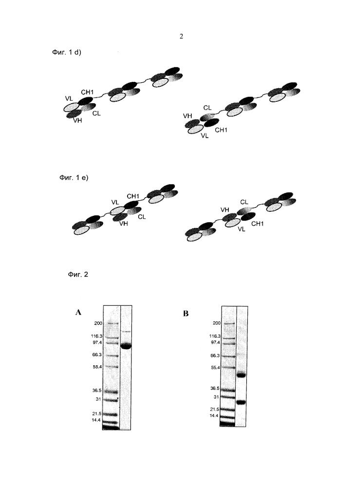 Антитела, не содержащие fc-фрагмента, включающие два fab-фрагмента, и способы их применения (патент 2617970)