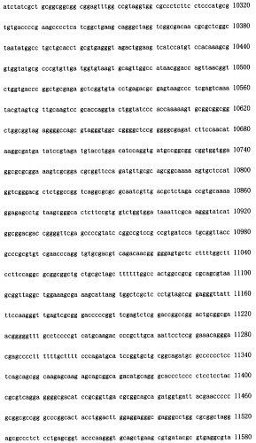 Конструирование рекомбинанта онколитического аденовируса, специфически экспрессирующего иммуномодуляторный фактор gm-csf в опухолевых клетках, и его применение (патент 2361611)