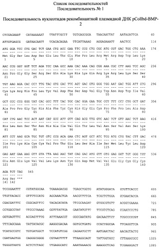 Рекомбинантный белок collbd-bmp-2, рекомбинантная плазмида pcollbd-bmp-2, штамм escherichia coli-продуцент рекомбинантного белка collbd-bmp-2, способ получения рекомбинантного белка collbd-bmp-2 (патент 2408727)