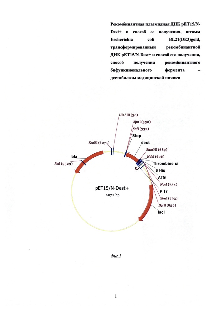 Рекомбинантная плазмидная днк pet15/n-dest+ и способ ее получения, штамм escherichia coli bl21(de3)gold, трансформированный рекомбинантной днк pet15/n-dest+, и способ его получения, способ получения рекомбинантного бифункционального фермента - дестабилазы медицинской пиявки (патент 2658429)