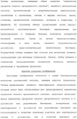 Гены corynebacterium glutamicum, кодирующие белки метаболических путей (патент 2306339)