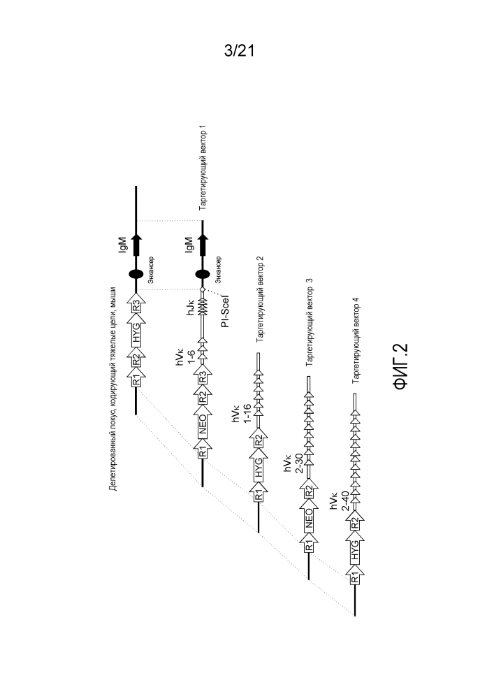 Мыши, у которых вырабатываются связывающие белки, содержащие vl-домены (патент 2612903)