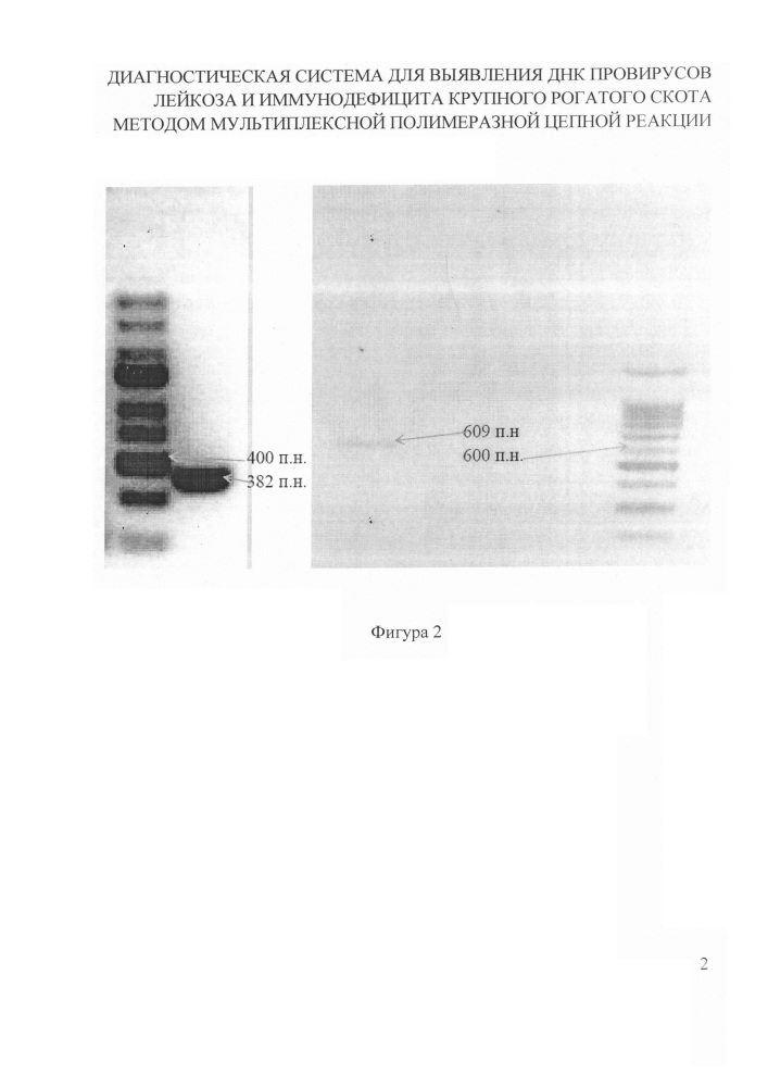 Диагностическая система для выявления днк провирусов лейкоза и иммунодефицита крупного рогатого скота методом мультиплексной полимеразной цепной реакции (патент 2615465)