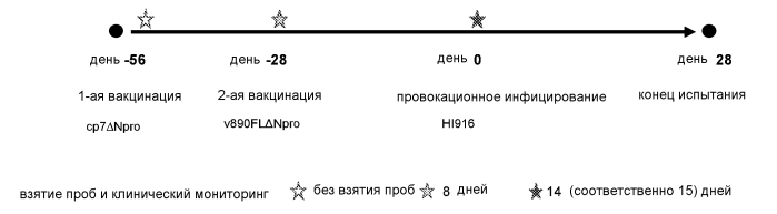 Bvdv-вакцина (патент 2578943)