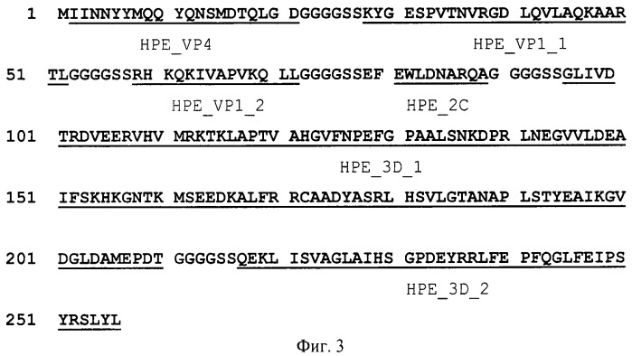 Полиэпитопный белок, нуклеотидная последовательность, кодирующая полиэпитопный белок, плазмида с последовательностью, кодирующей полиэпитопный белок, и препарат полиэпитопного белка для индукции иммунного ответа против вируса ящура (патент 2467014)