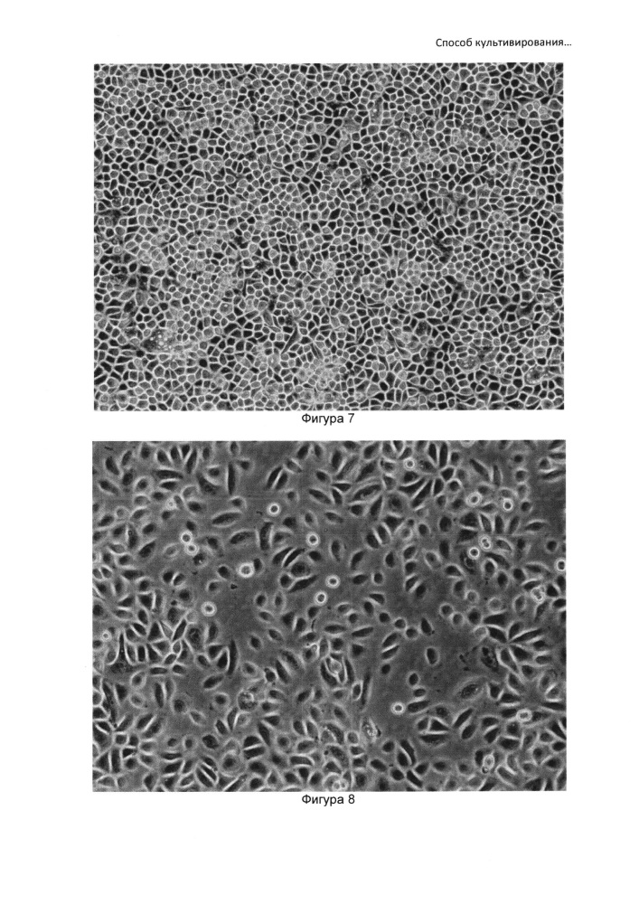 Способ культивирования клеток слюнной железы человека (патент 2631005)