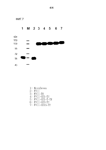 Слитый белок, обладающий активностью фактора vii (патент 2585231)