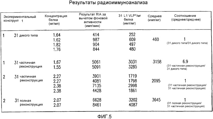 Молекула нуклеиновой кислоты, кодирующая hpv31 l1, экспрессирующий вектор, клетка-хозяин, вирусоподобная частица и способ ее получения, вакцина, фармацевтическая композиция и способы с их использованием (патент 2356943)