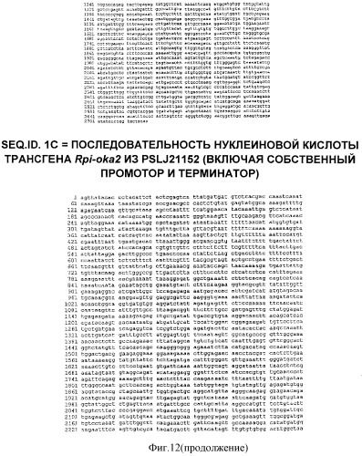 Гены и способы обеспечения устойчивости к фитофторозу пасленовых (патент 2511423)