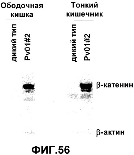 Желудочно-кишечный пролиферативный фактор и его применения (патент 2343158)