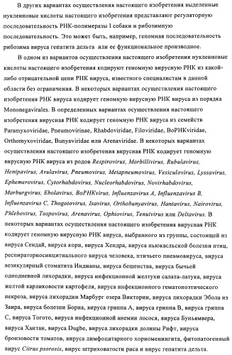 Способы и композиции для экспрессии антисмысловой вирусной рнк в клетках собаки (патент 2457250)