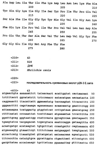 Изолированная последовательность днк, кодирующая белок ehrlichia canis в 30-килодальтон, вектор, рекомбинантный белок и способ его получения, клетка-хозяин, антитело и способ ингибирования инфекции ehrlichia canis у субъекта (патент 2288952)