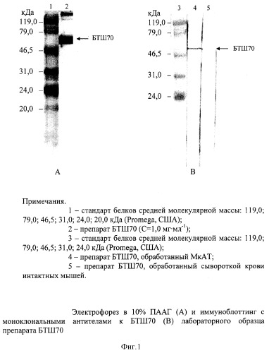 Способ биопротекции, основанный на использовании препарата бтш70, предназначенный для создания средств и методов неспецифической защиты от опасных биологических поражающих факторов (патент 2294210)