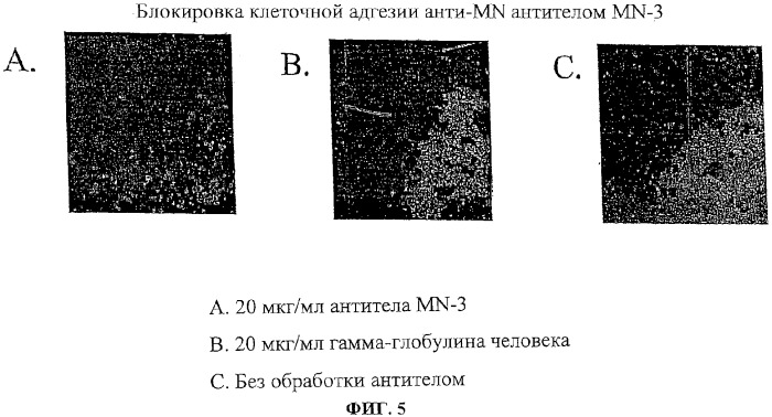 Антитела человека, обладающие активностью связывания c mn и нейтрализации клеточной адгезии (патент 2317998)