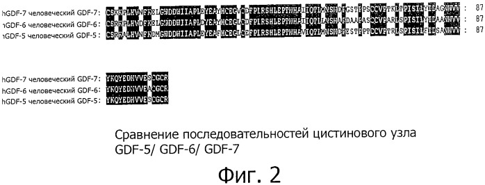 Оптимизированный способ очистки рекомбинантного белка фактора роста (патент 2491290)