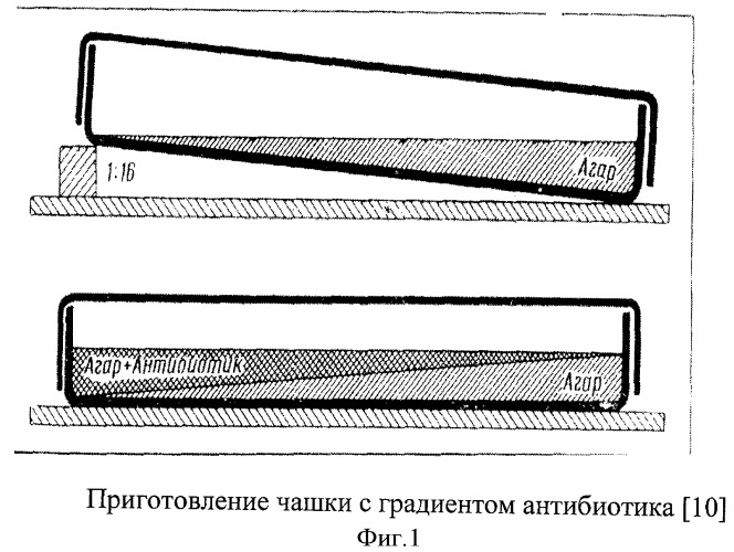 Способ определения остаточной активности стрептомицина с помощью спорово тест-культуры штамма bacillus anthracis davies &quot;r&quot; бал  31 strd в питательных средах, биологических тканях и жидкостях (патент 2384622)