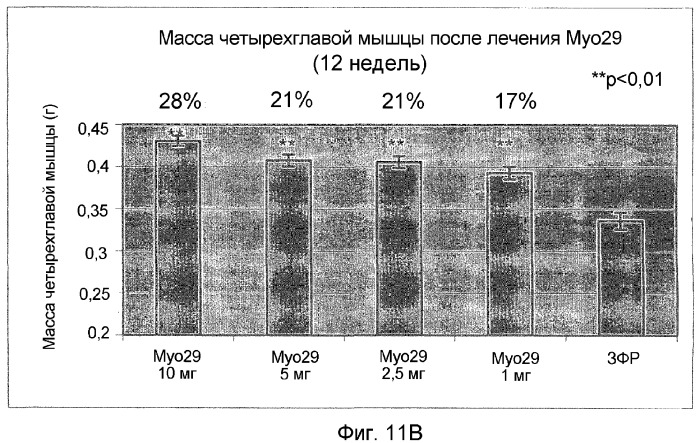 Нейтрализующие антитела против gdf-8 и их применение (патент 2360925)