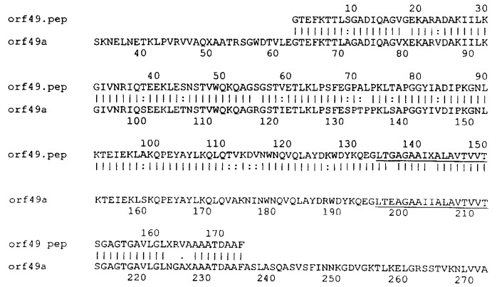 Антигены neisseria meningitidis (патент 2343159)