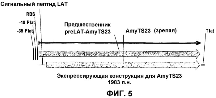 Варианты альфа-амилазы ts-23 с измененными свойствами (патент 2526516)