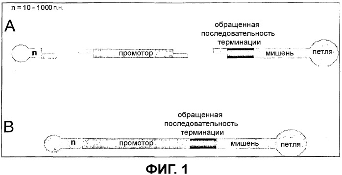 Днк-конструкции для специфического ингибирования экспрессии генов посредством рнк-интерференции (патент 2410431)