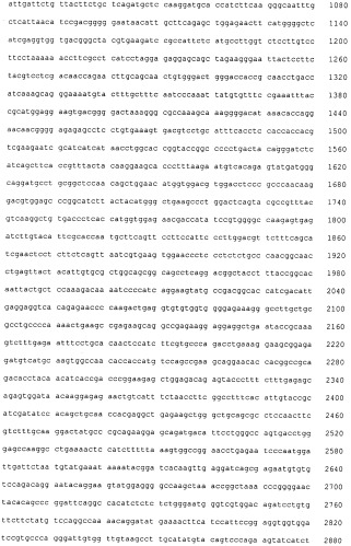 Pscaxcd3, cd19xcd3, c-metxcd3, эндосиалинxcd3, epcamxcd3, igf-1rxcd3 или fap-альфаxcd3 биспецифическое одноцепочечное антитело с межвидовой специфичностью (патент 2547600)