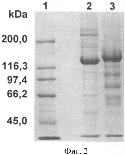 Peg-илированный мутированный токсин clostridium botulinum (патент 2426739)