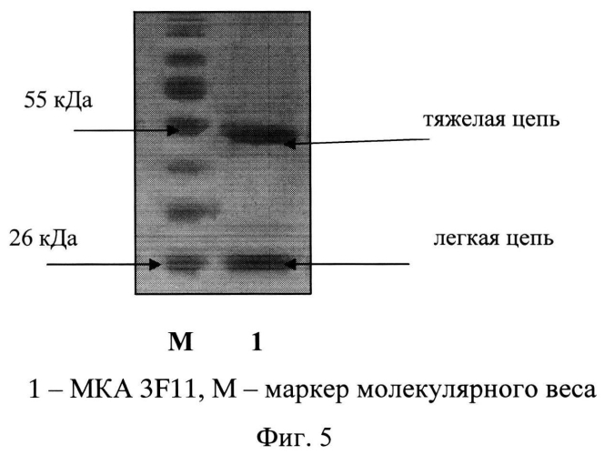 Штамм гибридных клеток животных mus musculus 3f11 - продуцент моноклональных антител, специфичных к ботулиническому токсину типа b (патент 2566553)