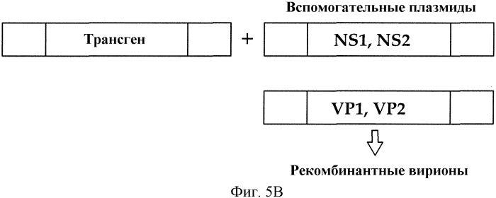Выделение вируса, родственного парвовирусу-2 собак, от енота (патент 2565538)