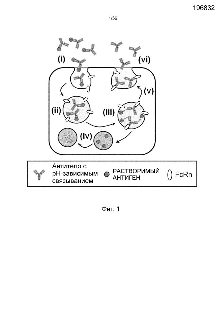 Антигенсвязывающая молекула, способная многократно связываться с множеством антигенных молекул (патент 2642318)