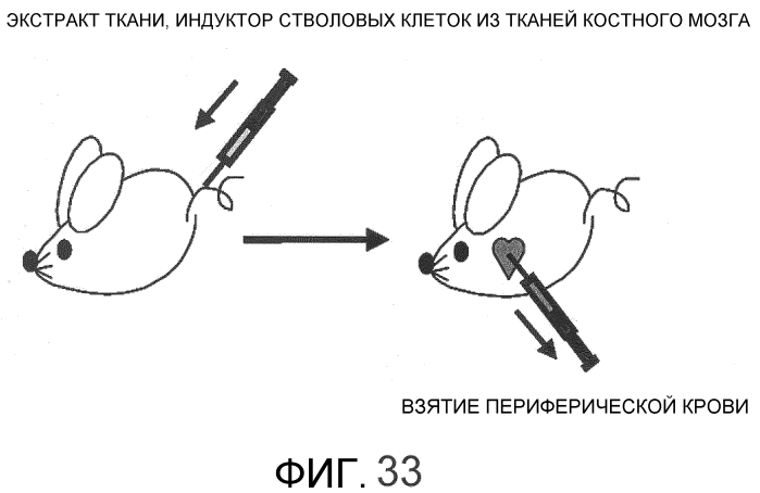 Способ сбора функциональных клеток in vivo с высокой эффективностью (патент 2571230)