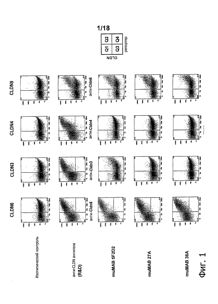 Лечение рака при помощи направленных на мишень антител in vivo (патент 2642305)