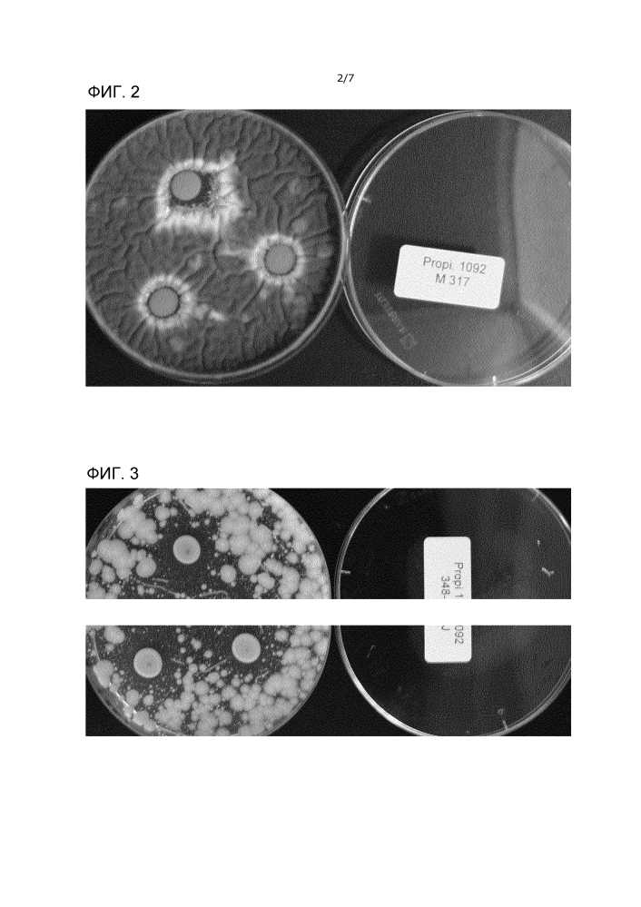 Штамм propionibacterium, обладающий ингибирующей активностью против дрожжей и плесневых грибов (варианты) и его применение (патент 2640255)