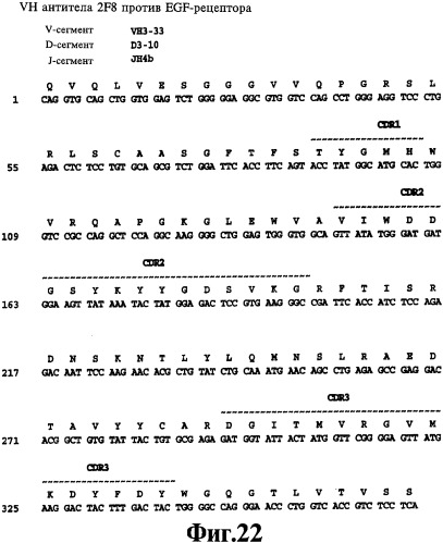 Человеческие моноклональные антитела к рецептору эпидермального фактора роста (egfr), способ их получения и их использование, гибридома, трансфектома, трансгенное животное, экспрессионный вектор (патент 2335507)