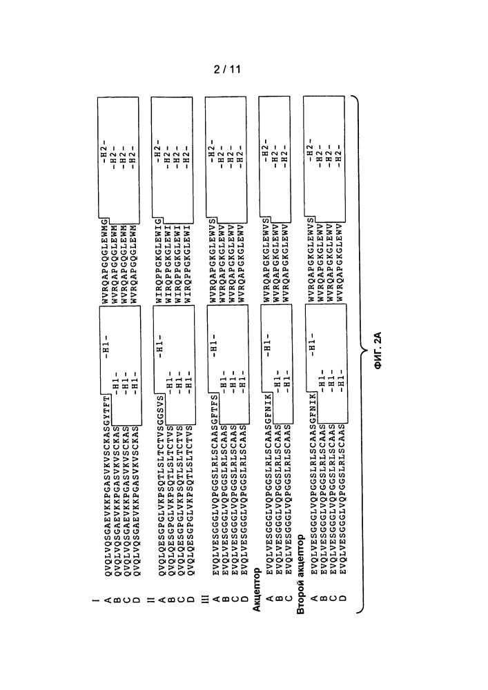 Антитела против фактора роста эндотелия сосудов (vegf) (патент 2639506)