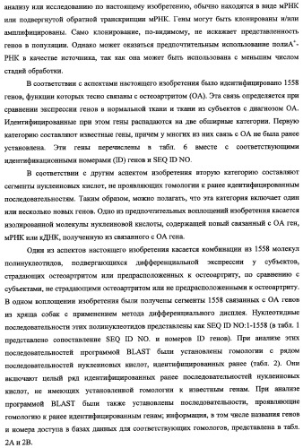 Гены, связанные с остеоартритом собак, и относящиеся к этому способы и композиции (патент 2341795)