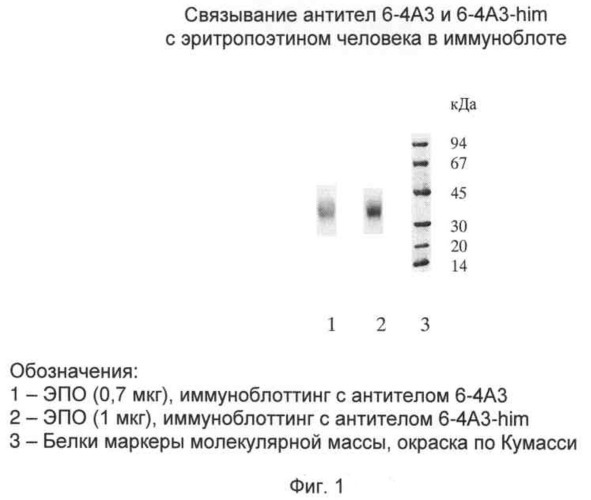 Антитело к эритропоэтину человека (варианты) и продуцирующий моноклональное антитело к эритропоэтину штамм гибридомы (патент 2513689)
