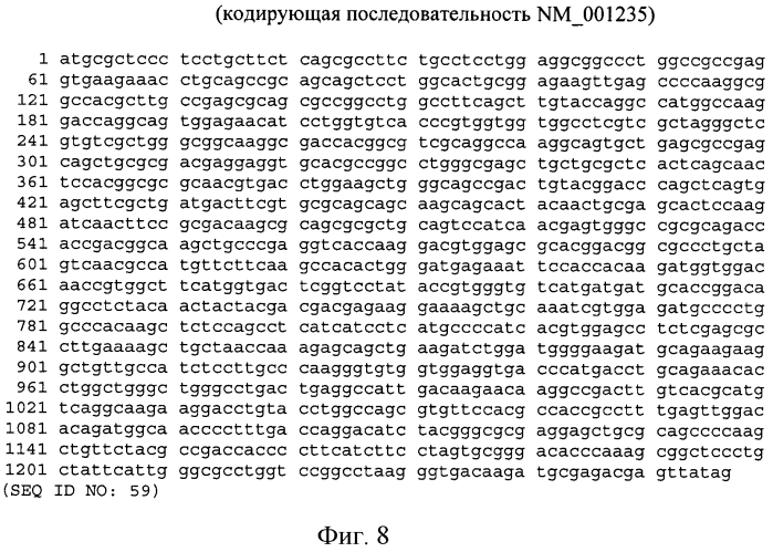 Модуляция экспрессии hsp47 (патент 2575056)