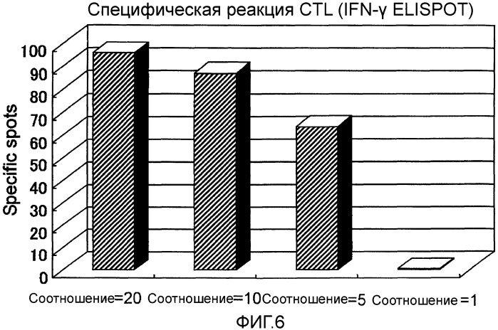 Комбинированная терапия рака поджелудочной железы с использованием антигенного пептида и химиотерапевтического средства (патент 2472522)