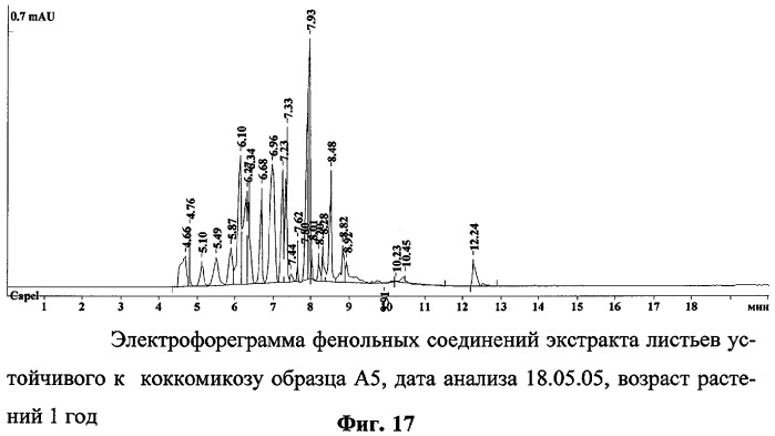 Способ определения устойчивых к коккомикозу форм вишни и черешни (патент 2316951)