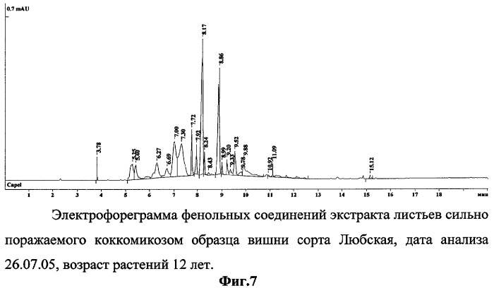 Способ определения устойчивых к коккомикозу форм вишни и черешни (патент 2316951)