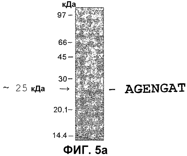 Внеклеточная гиалуронидаза из streptomyces koganeiensis (патент 2553205)