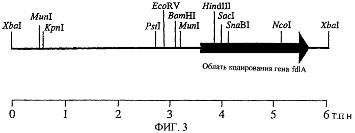 Полипептид, расщепляющий полисахарид, содержащий сульфатированную фукозу, кодирующая его днк, способ его получения, экспрессирующий вектор, способ получения трансформированной e.coli (патент 2246539)