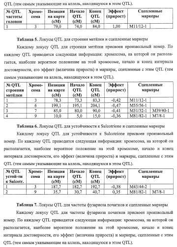 Новые растения кукурузы (патент 2423528)