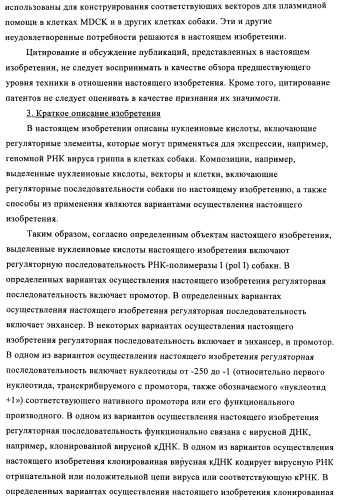 Способы и композиции для экспрессии антисмысловой вирусной рнк в клетках собаки (патент 2457250)