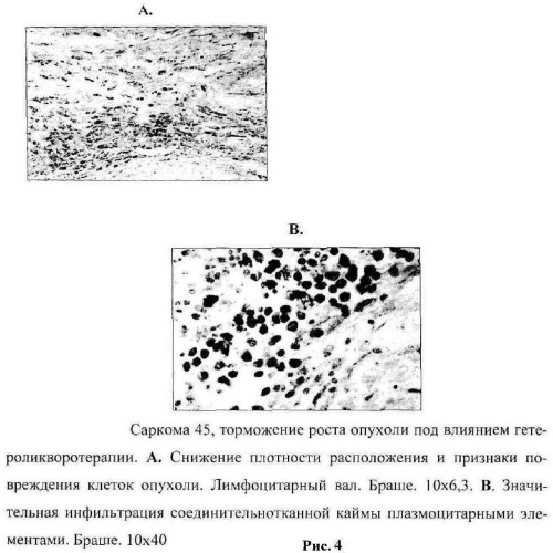 Способ лечения злокачественных новообразований в эксперименте (патент 2475865)